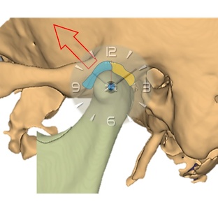 Гнатология в современной стоматолгии