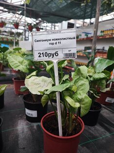 Выставки и продажи горшечных растений. 