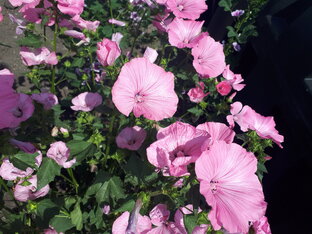 Сад - огород