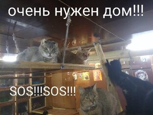 наши котики
