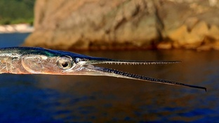 Морская рыбалка