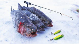 Ловля форели