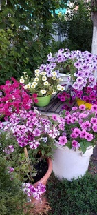 Садовые истории 🌱