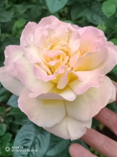 Жизнь у дачи.