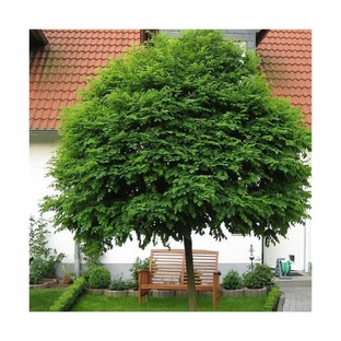 Декоративно-лиственные деревья