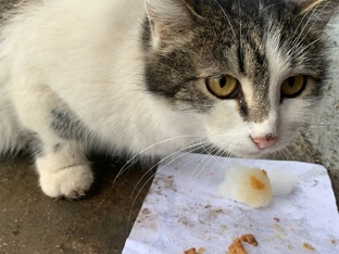 Кошка Мышка и её котята