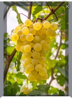 Виноград, выращиваем на севере