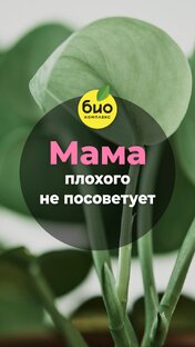 Мама плохого не посоветует