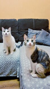 Мои любимые котики...!