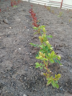 выращивание