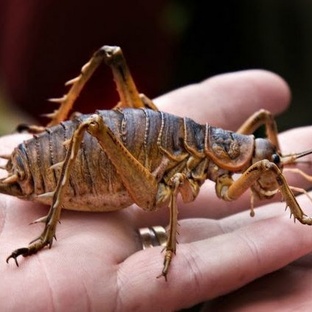 Уэта жук: гигант, который выжил из эпохи динозавров