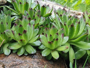 Шикарные СУКУЛЕНТЫ