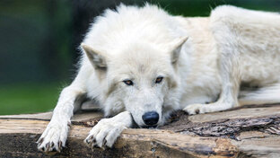 В ТЕЛЕ ВОЛЧИЦЫ (большая мистическая повесть)