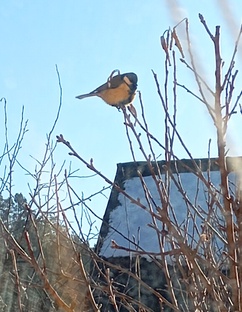 Дневник мой загородной жизни