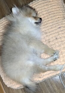 Пушистый комочек счастья 🥰🥰🥰🥰🥰🥰🥰🥰🥰