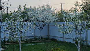 Плодово-ягодные деревья и кустарники