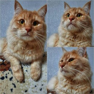 Мои ролики Мурр...🐈