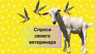 "Ask your vet" Вы спрашиваете, а я отвечаю 
