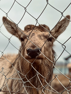 Психология. Как наладить мир внутри себя.