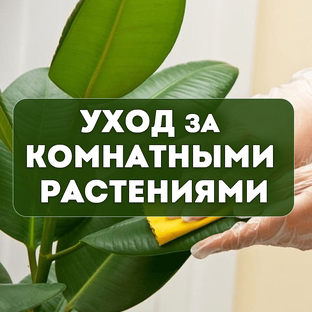 Уход за комнатными растениями