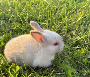 Кролиководство для начинающих
