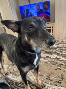 Анекдоты Рокки