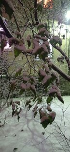 Разные истории из жизни пристава