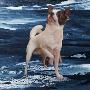 Просто Пегас