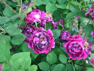 розы (премиум)