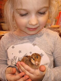 Куры. Содержание. Инкубация. Яйцо