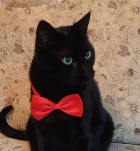 Напитки безалкогольные.  