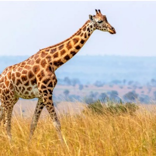 Жираф: гигант с тайной — от сердца до пятен