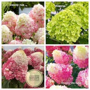 Метельчатые гортензии