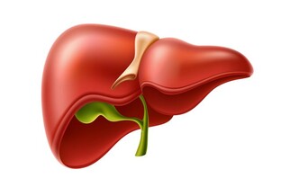 Печень и Желчный