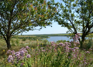 Грядки и травы