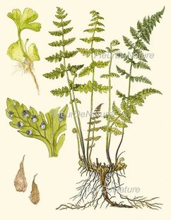 Папоротники 