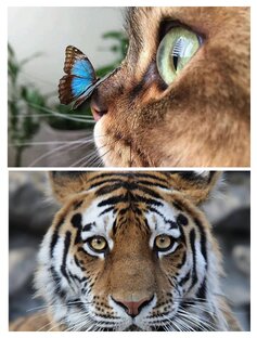 🤗🐈Котики/Кошачьи