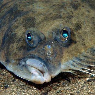 Камбала: рыба-невидимка с глазами на одной стороне