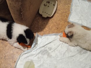 Панда щенки малыши-мишки  и морковка