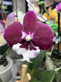 Красота рядом !! Всегда цветут ! 