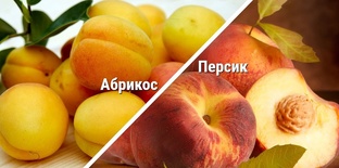 Плодовые деревья и кустарники.