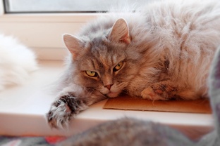 Наш домашний приют котов "Ночной охотник"