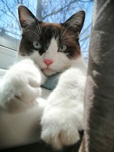 Кот 🐱 Валера 
