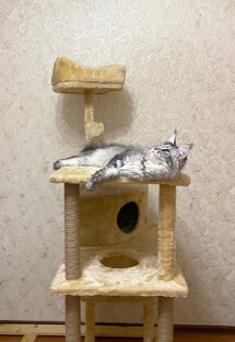 Товары для содержания и игрушки