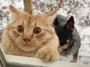 А ну впусти!