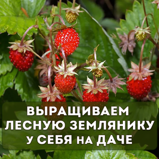 Семена земляники и клубники