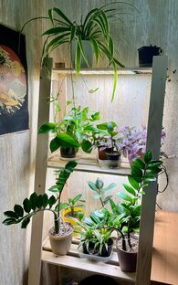 Комнатные растения