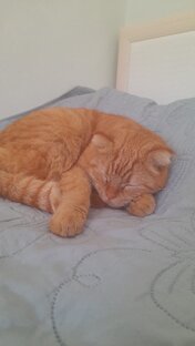 Котики