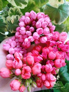 Пеларгонии