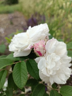 Декоративный сад